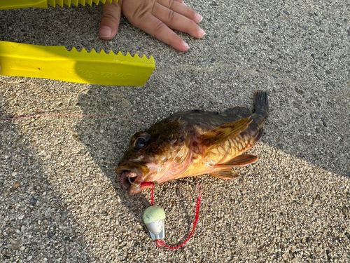 カサゴの釣果