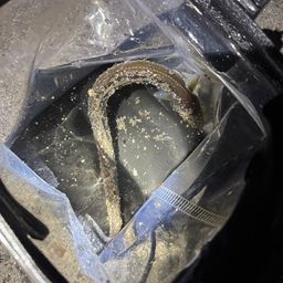 アナゴ