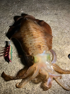 アオリイカの釣果