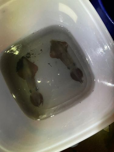 マメイカの釣果