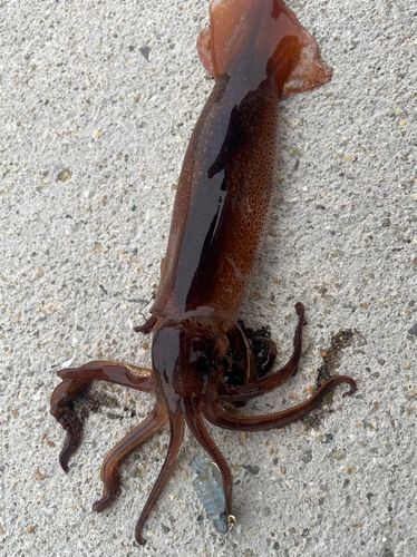 ササイカの釣果