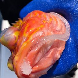 アヤメカサゴ