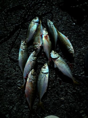 アジの釣果