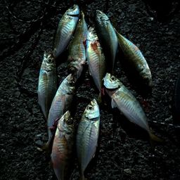 アジ