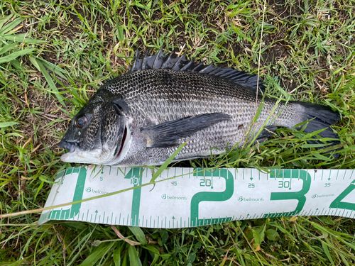 チヌの釣果