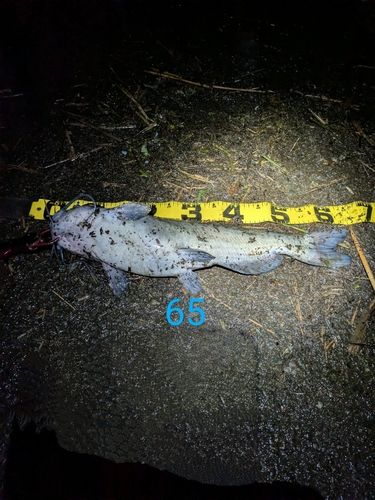 アメリカナマズの釣果