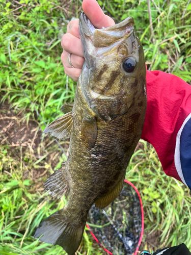 ラージマウスバスの釣果