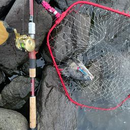 チヌ