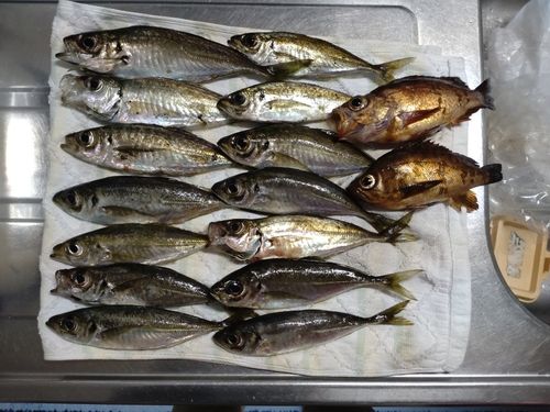 アジの釣果