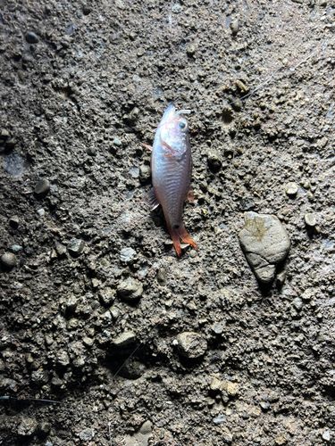 ネンブツダイの釣果