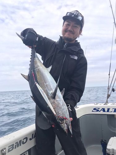 ビンチョウマグロの釣果