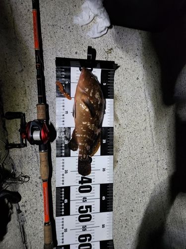 アコウの釣果
