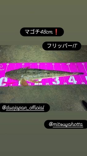 マゴチの釣果