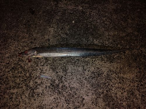 タチウオの釣果