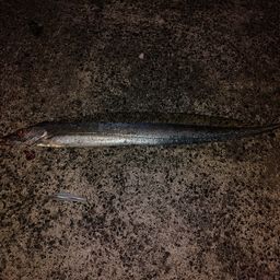 タチウオ