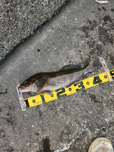アブラコの釣果