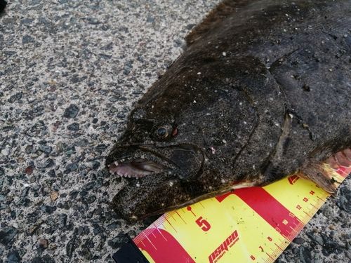 ヒラメの釣果