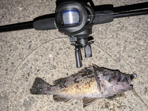 クロソイの釣果