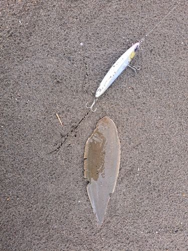 シタビラメの釣果