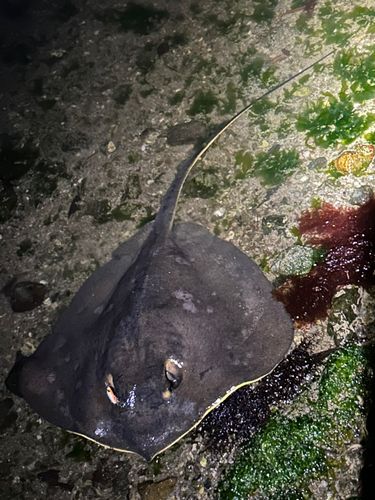 アカエイの釣果