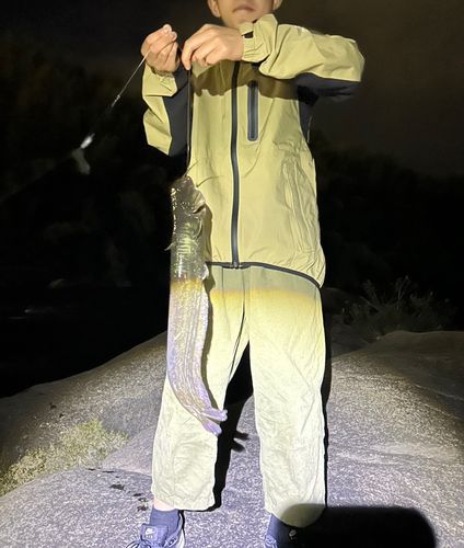 ナマズの釣果