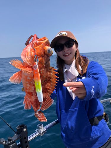 ウッカリカサゴの釣果