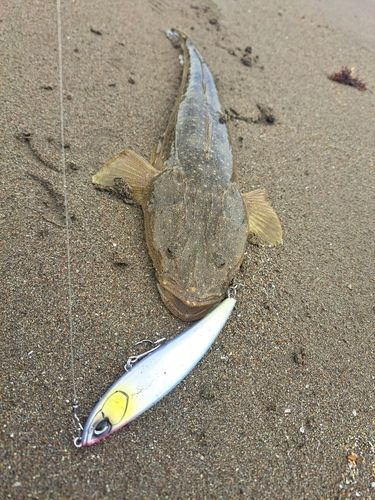 マゴチの釣果