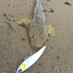 マゴチ