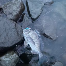 チヌ