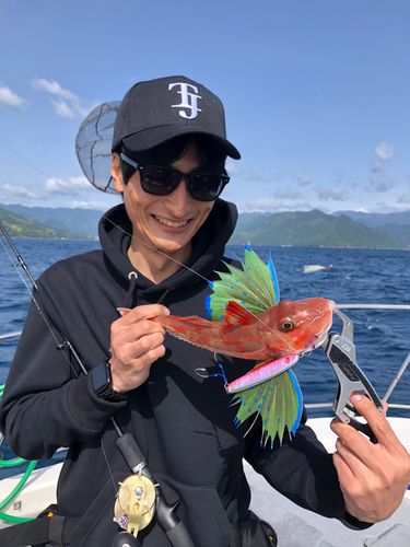 ホウボウの釣果