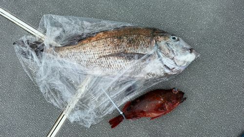 マダイの釣果