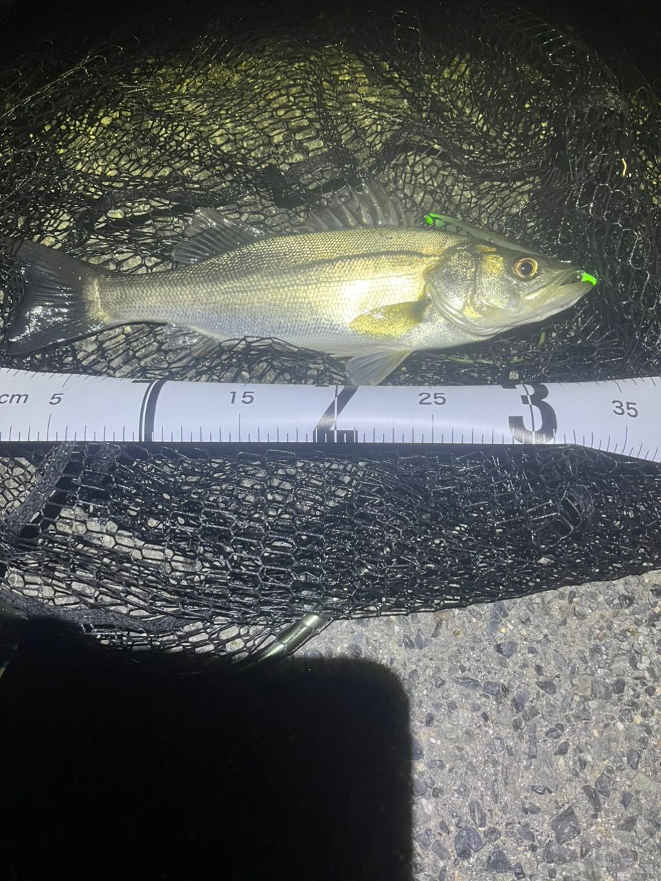 セイゴ（マルスズキ）