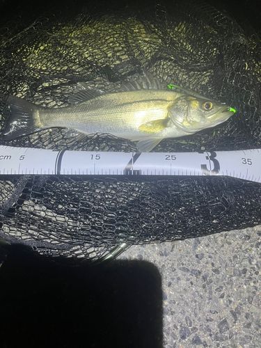 セイゴ（マルスズキ）の釣果
