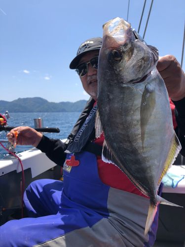 カイワリの釣果