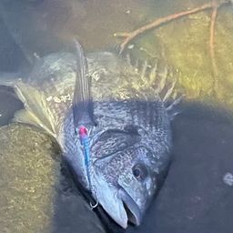 チヌ