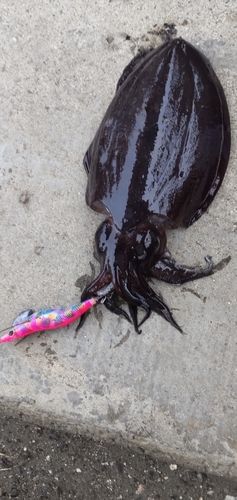 モンゴウイカの釣果