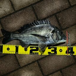 クロダイ