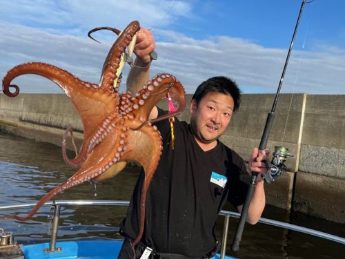 マダコの釣果