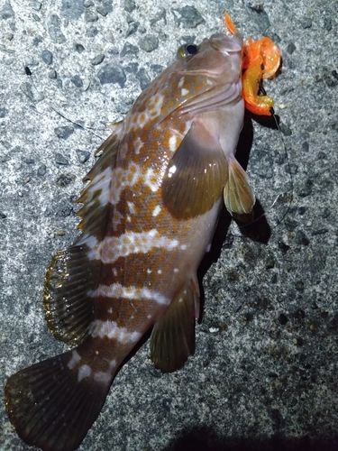 アコウの釣果