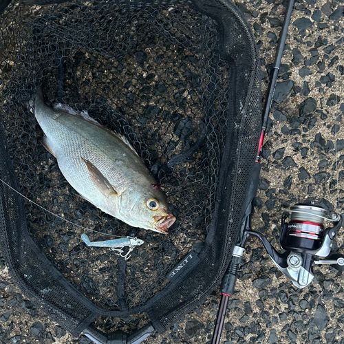 イサキの釣果