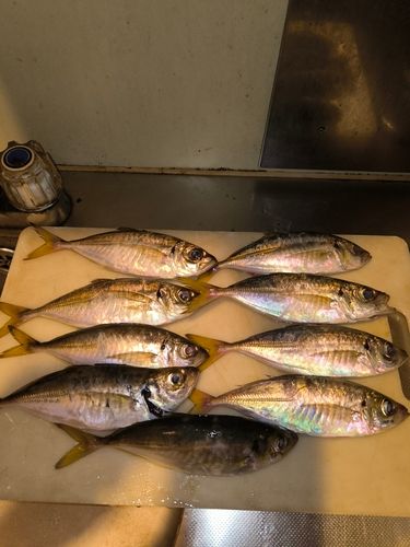 アジの釣果