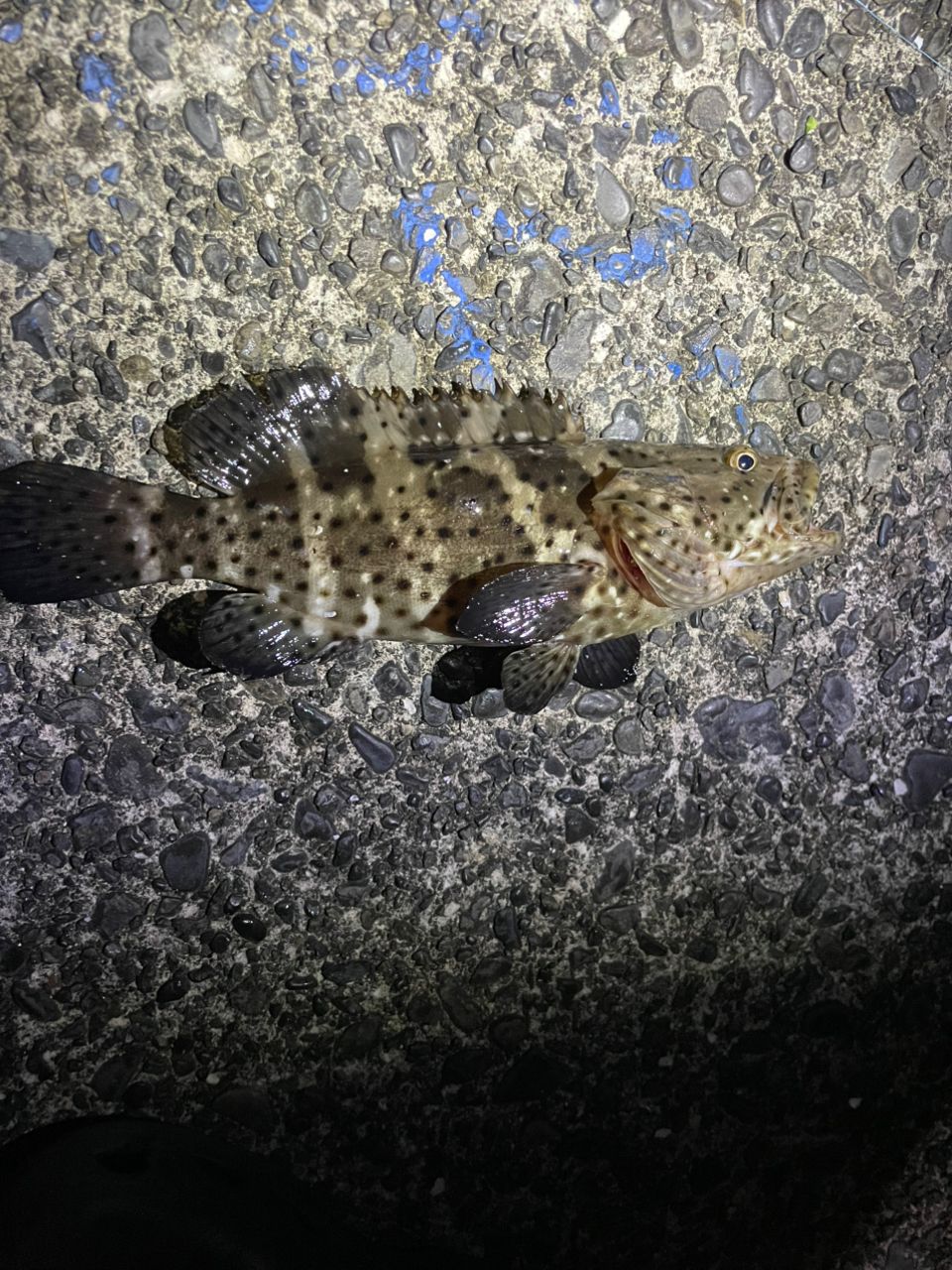 チャイロマルハタ