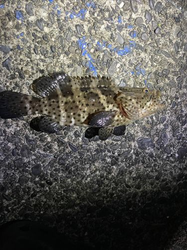 チャイロマルハタの釣果