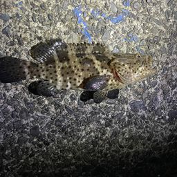 チャイロマルハタ