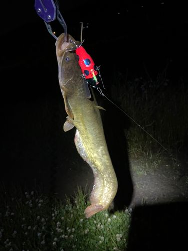 ナマズの釣果
