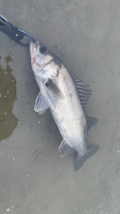 フッコ(マルスズキ)の釣果