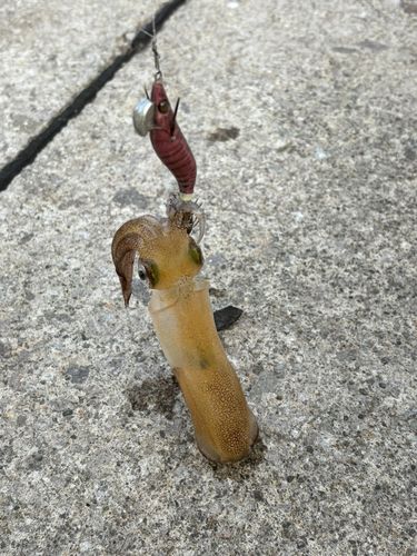 マメイカの釣果