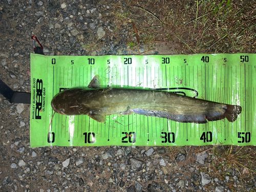 ナマズの釣果