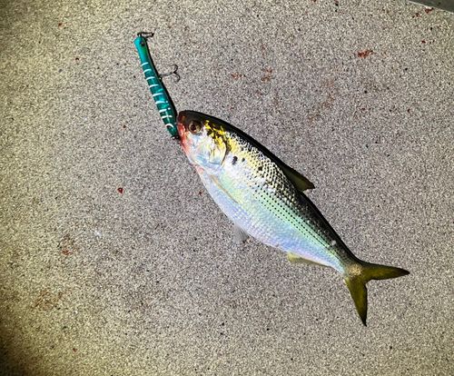 コノシロの釣果