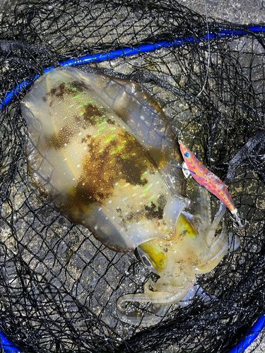 アオリイカの釣果